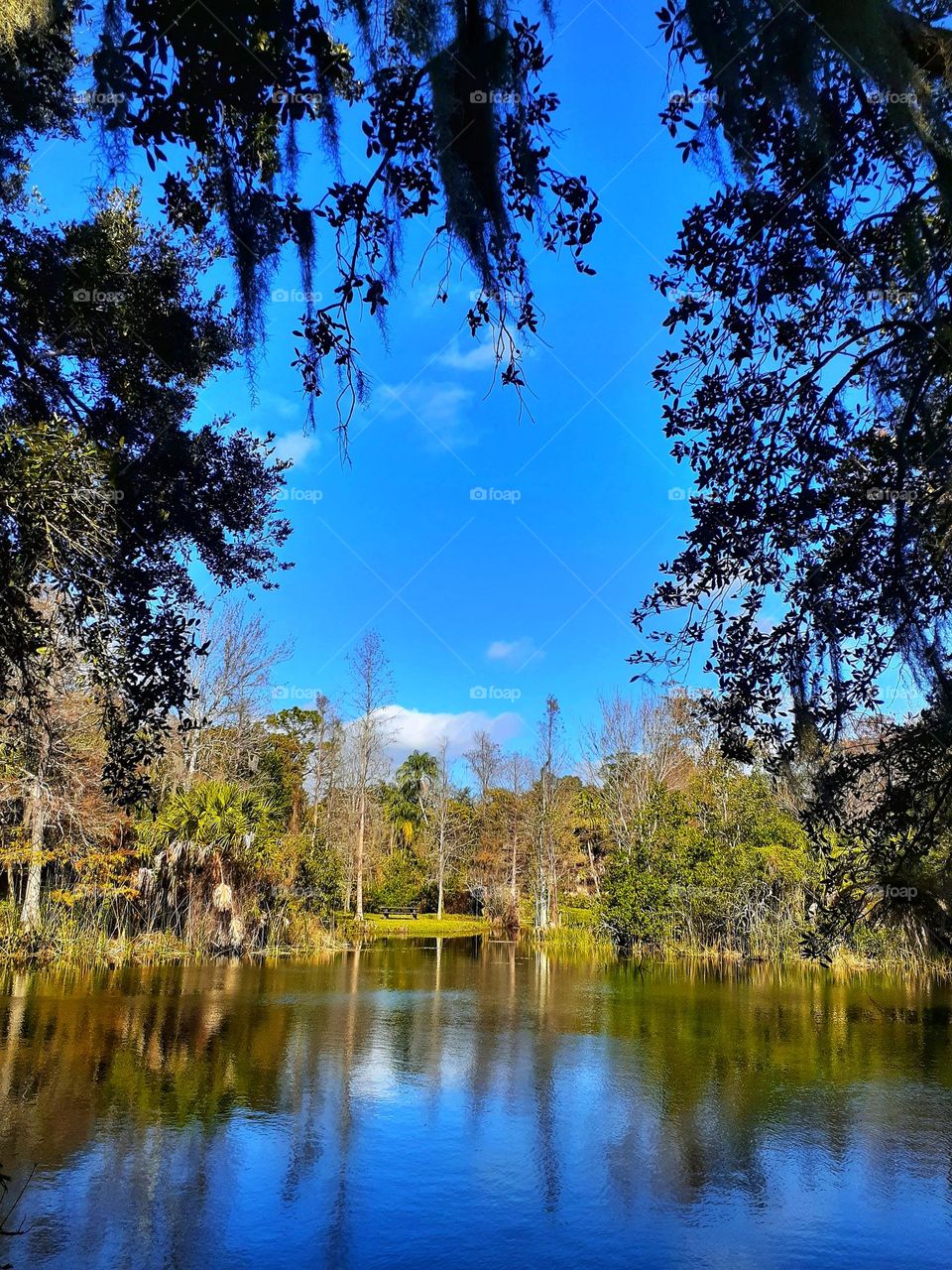 A beautiful landscape view through the trees of Alice's Pond at Mead Botanical Gardens.