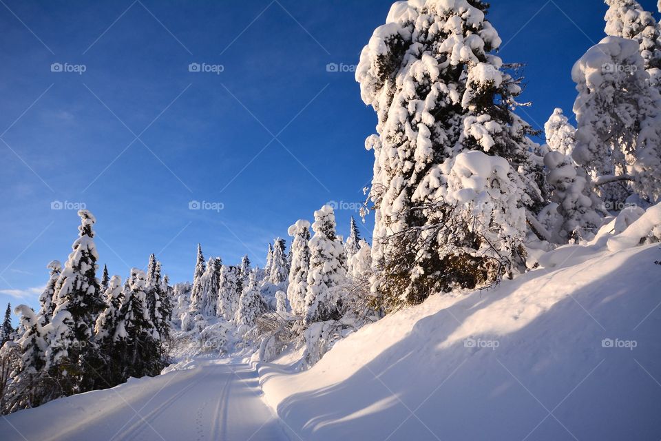 View of frozen tree