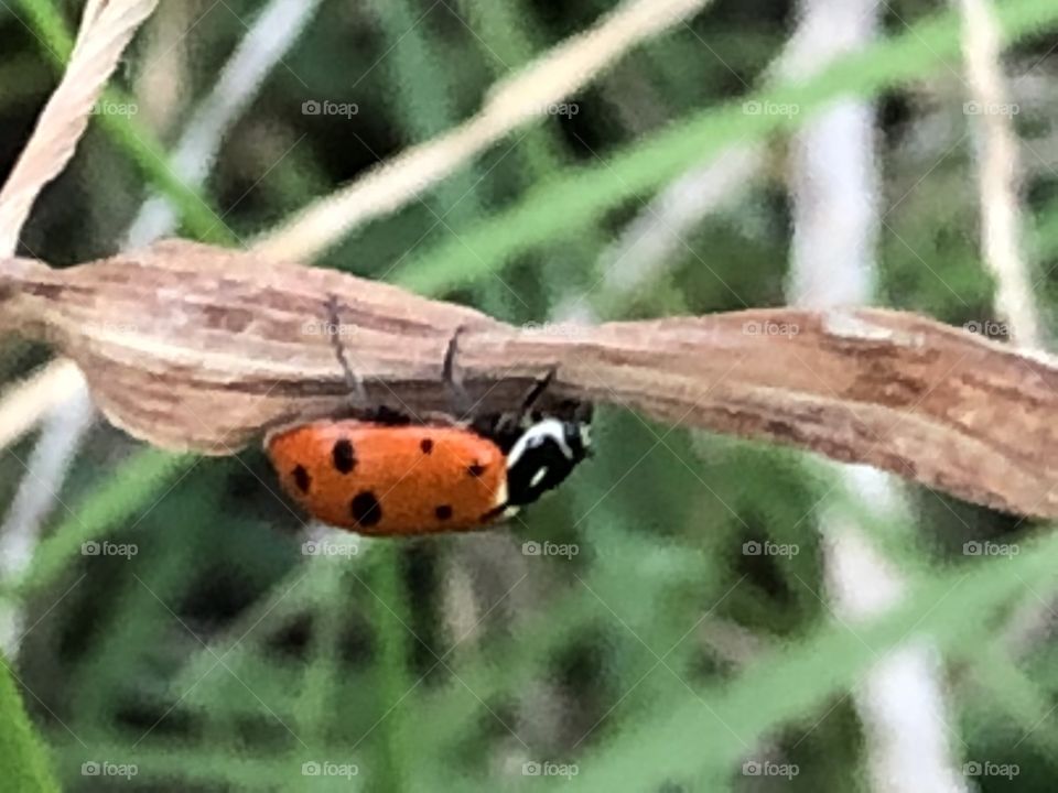 A gorgeous lady bug