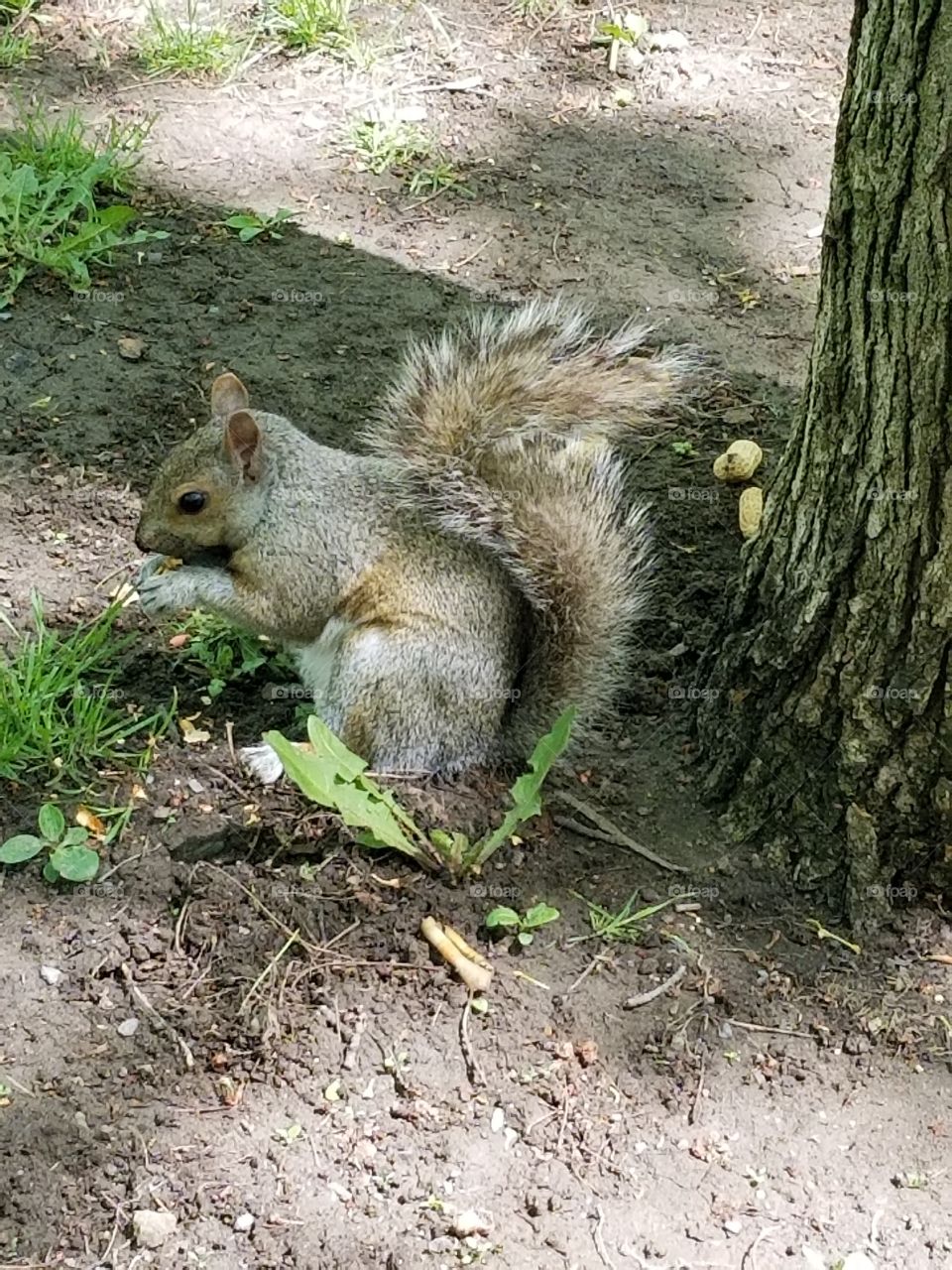 feeding the squirrel