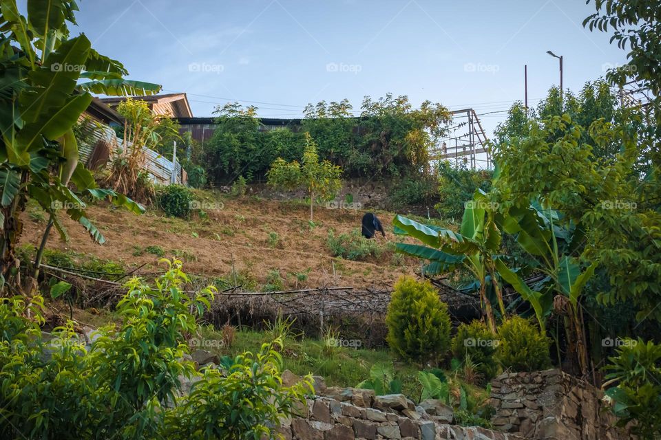 A lady working on her fruits and vegetable garden. Let's make the earth greener and a better place to live.