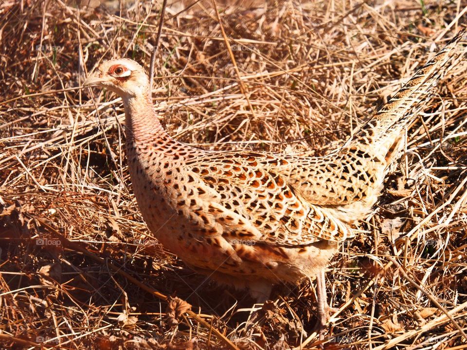 Pheasant 