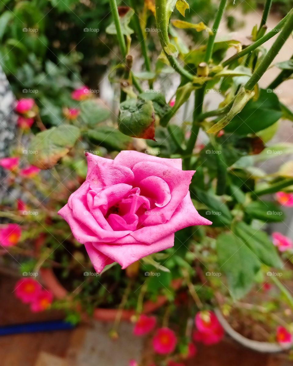 it my clicking foap not on internet ❤