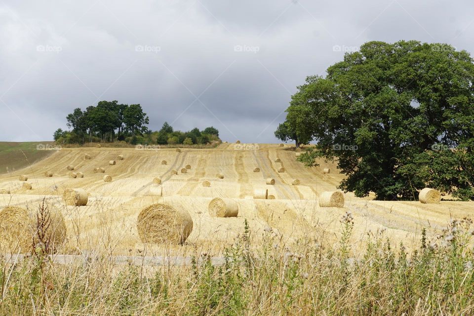 Bales of hay in the countryside