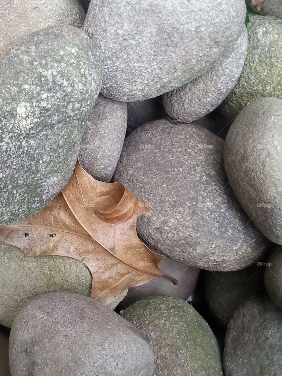Dead Leaf on River Rocks