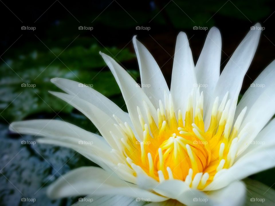 Lotus.. The beauty lotus.