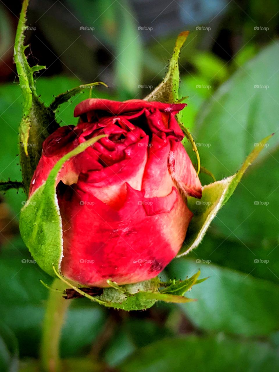 close-up of red rose bud
