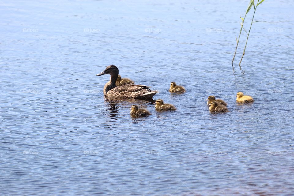 Mallard swimming with ducklings