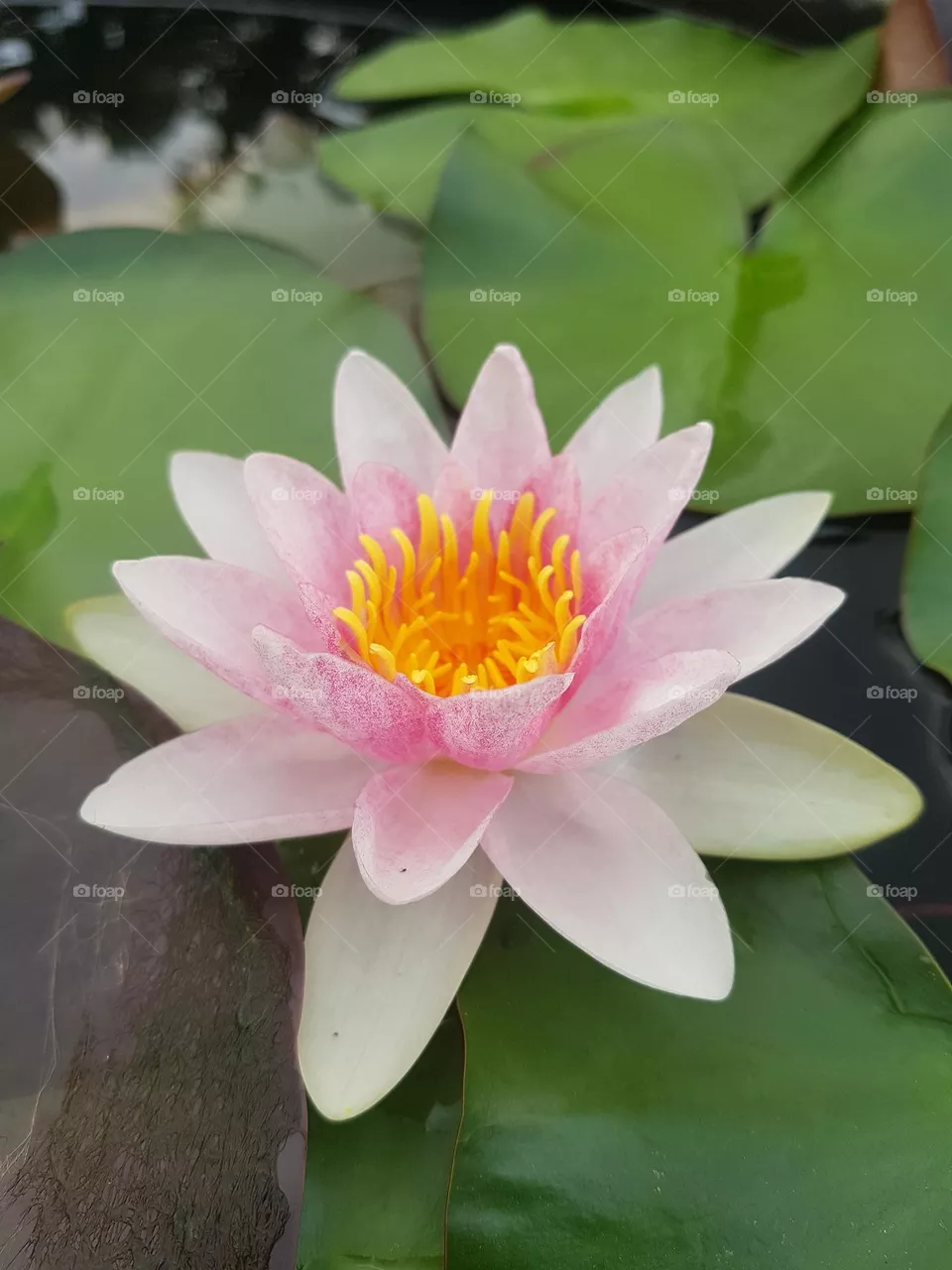 Lotus flower in the garden