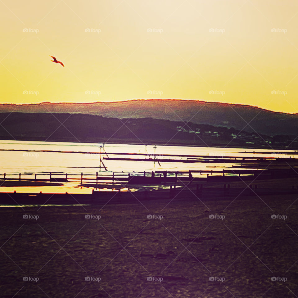 Bird Power - Dominating the Sky