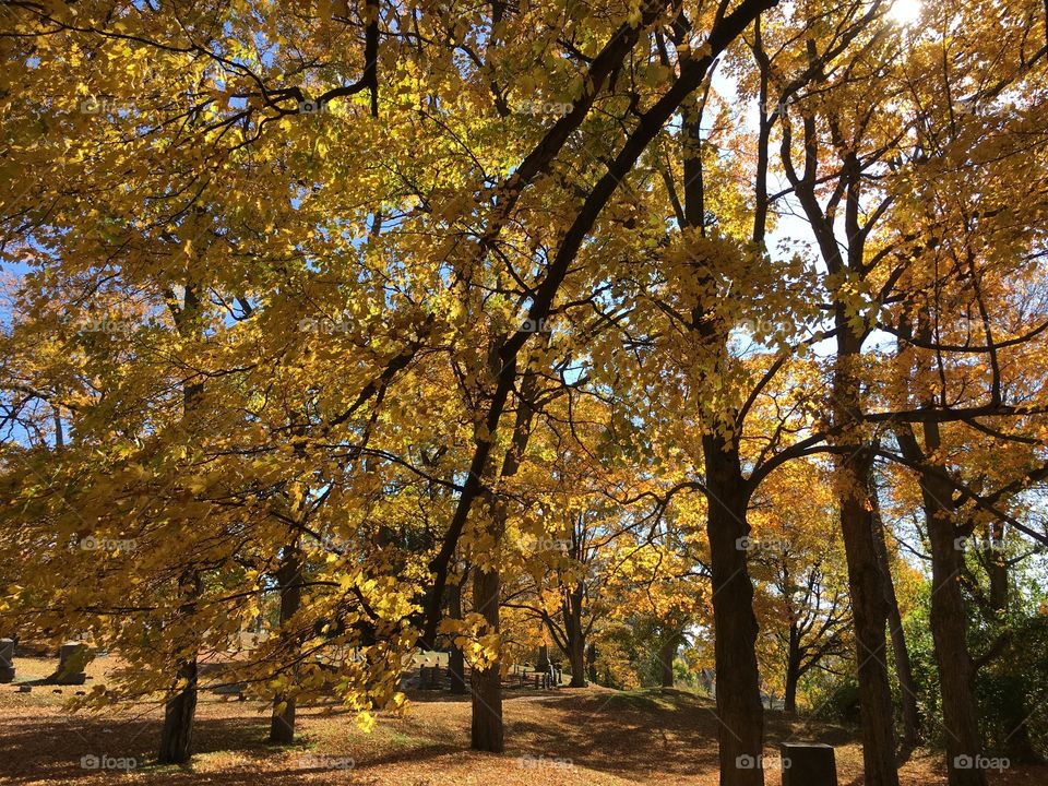 Cemetery in the fall