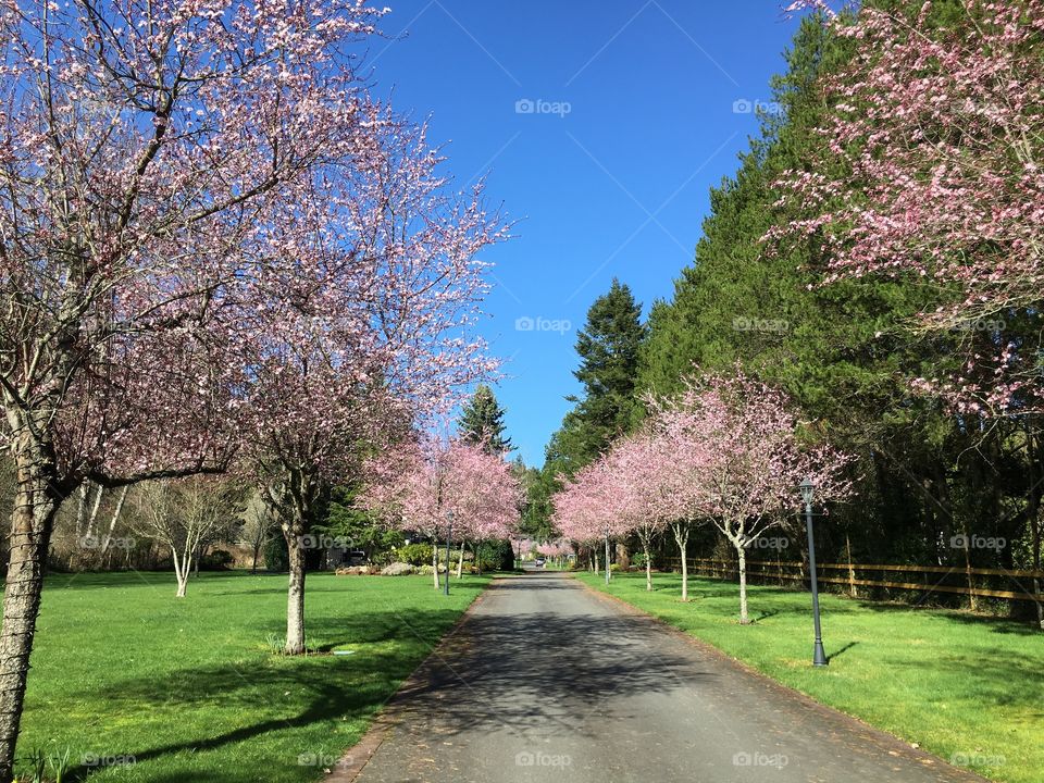 Avenue of cherry trees
