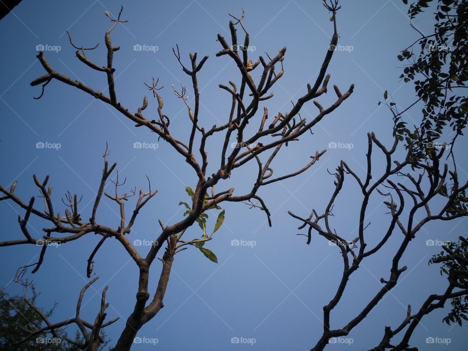 A dry tree in the autumn season.