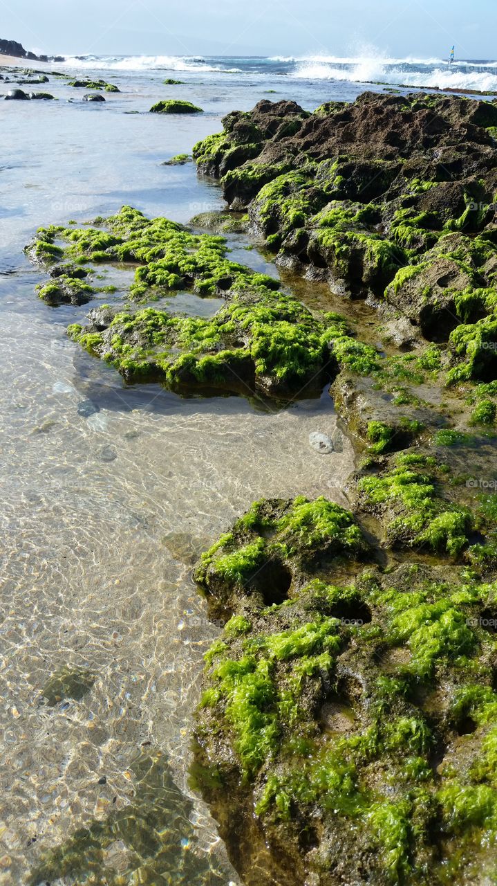 seaweed coral rock