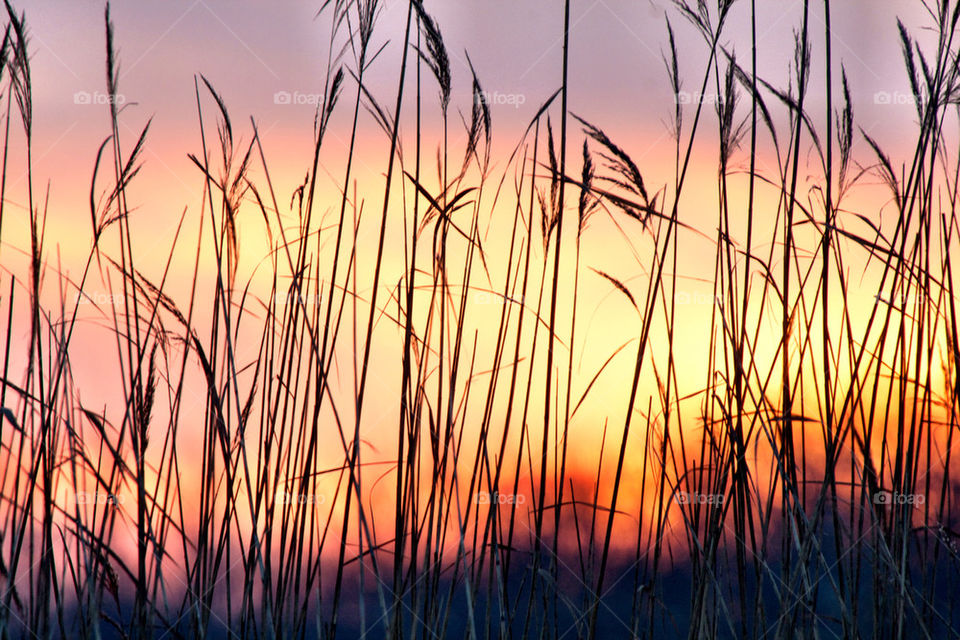 Close-up of grass