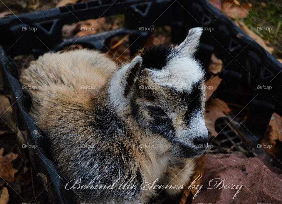 Baby goat born 12-6-2017