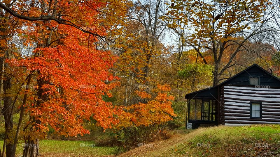 Cabin in forest