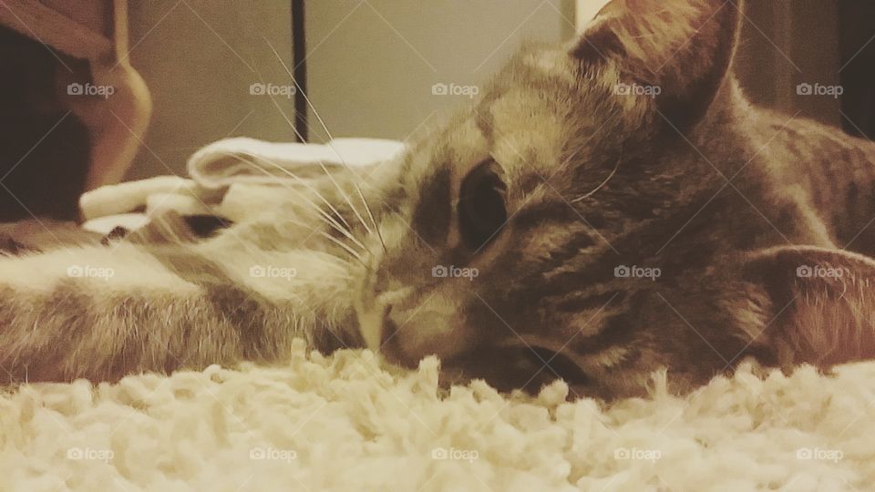 Cuddles are the place to be