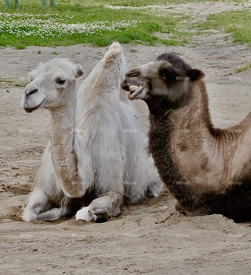 Camel trying to tell anoter a joke