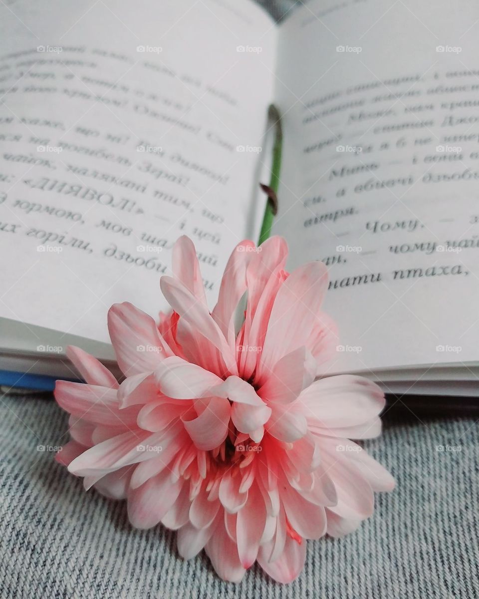 a pink flower on the pages