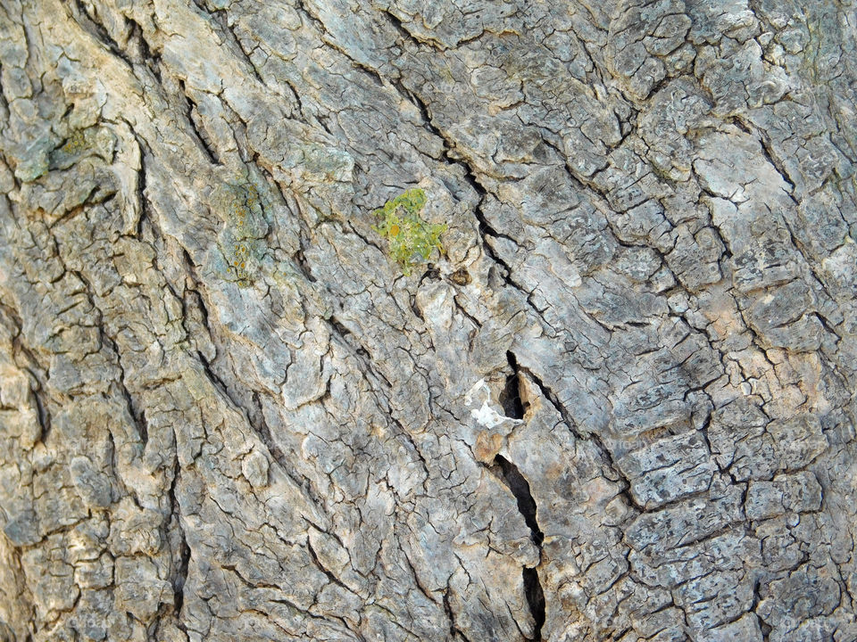 tree trunk texture