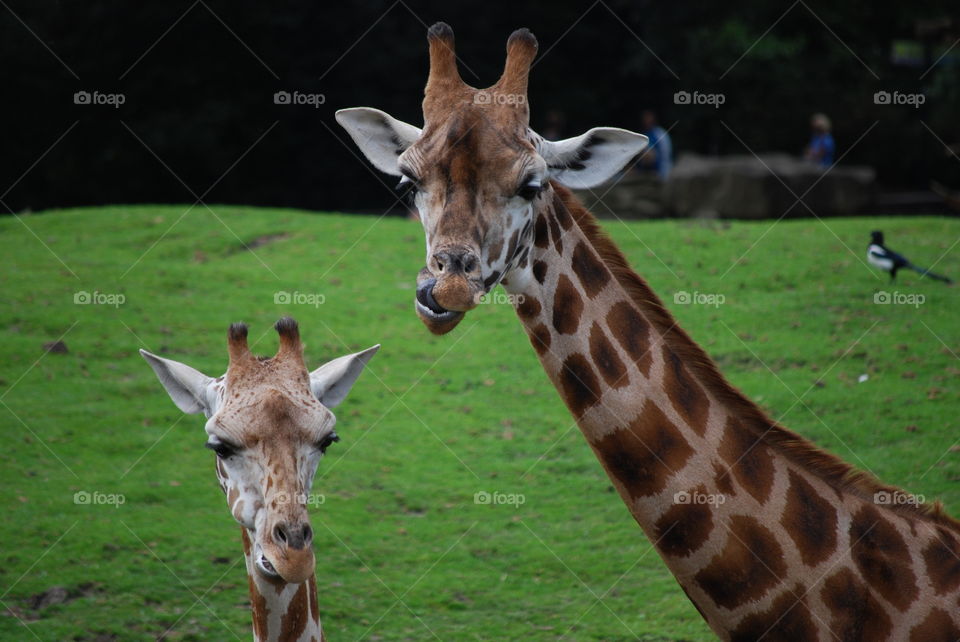 2 giraffes eating