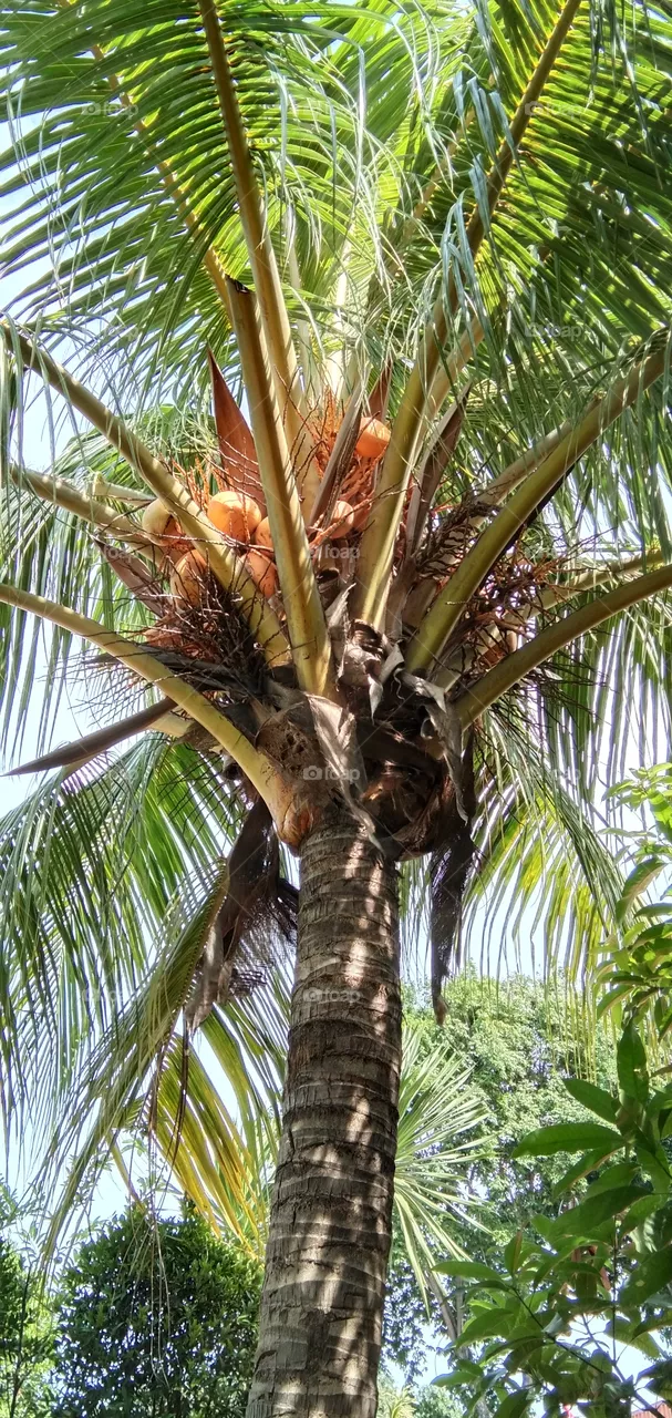 coconut