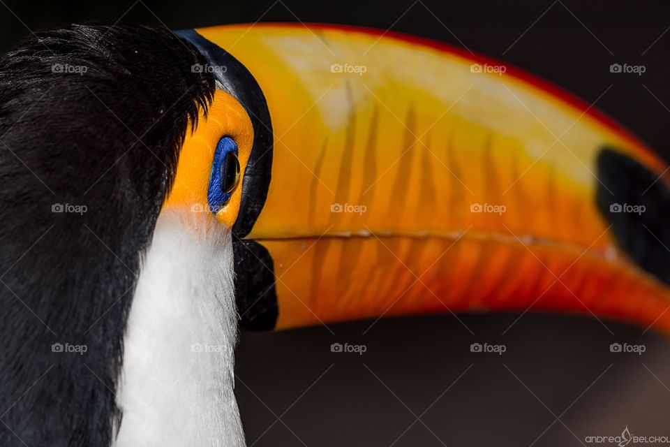 The beautiful toucan