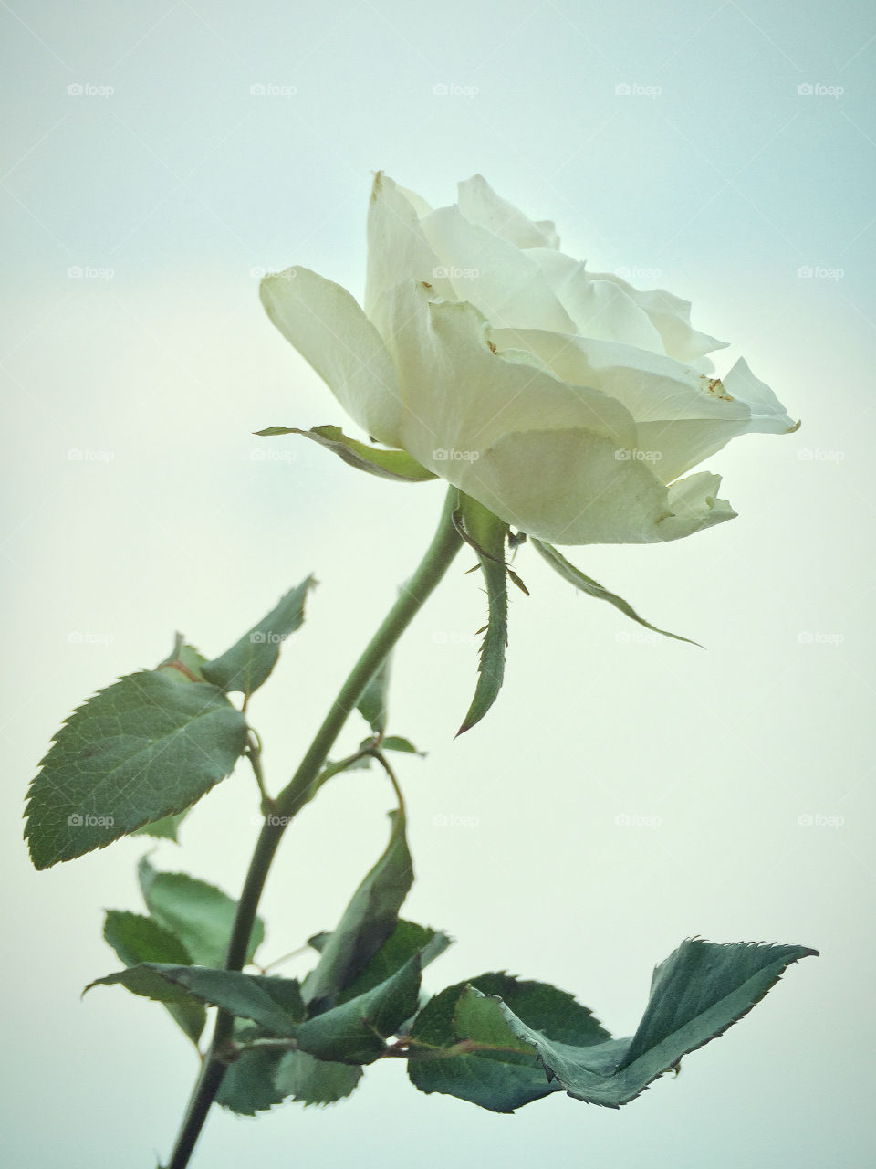 White rose
