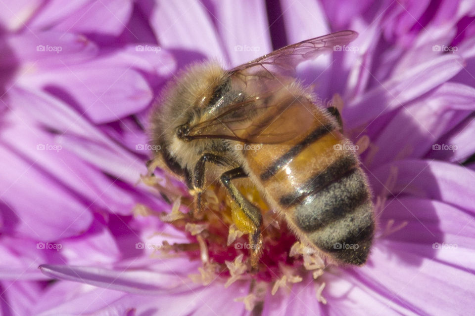Bee on Autumn Aster