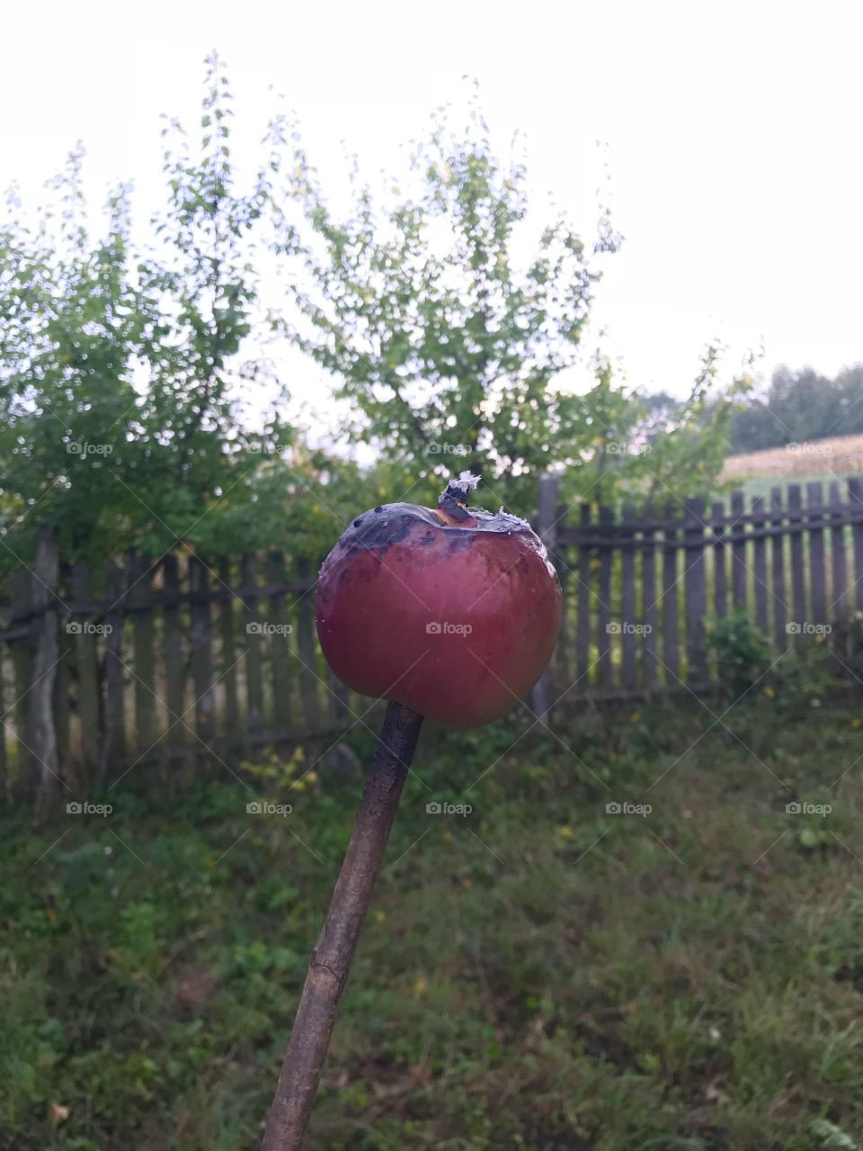 Fried apple on the stick 