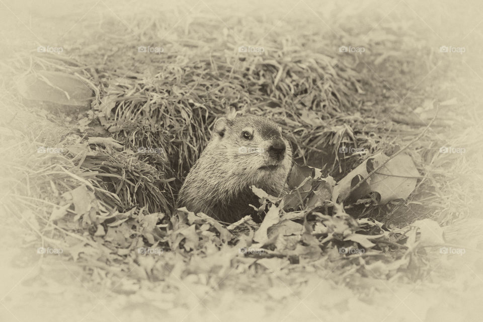 Watching beaver - first time encountering this super cute animals! 