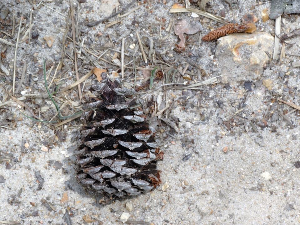 Pinecone in the sand 