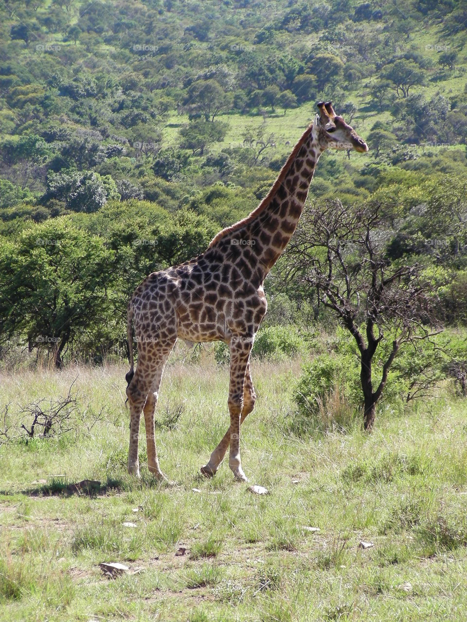 Giraffe taken in Kruger National Park