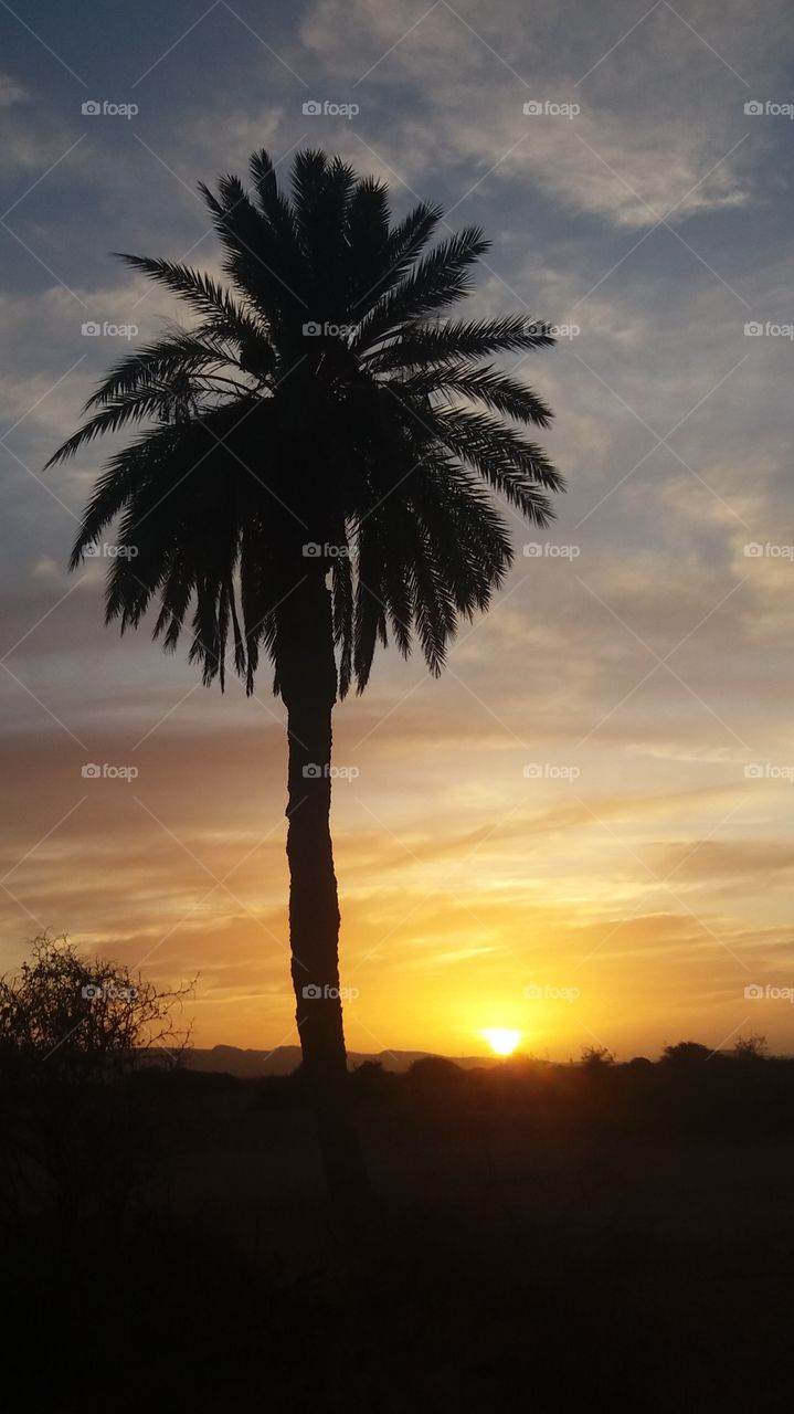 A beautiful scenery:Sunset and a palm_tree in the region of Goulimine