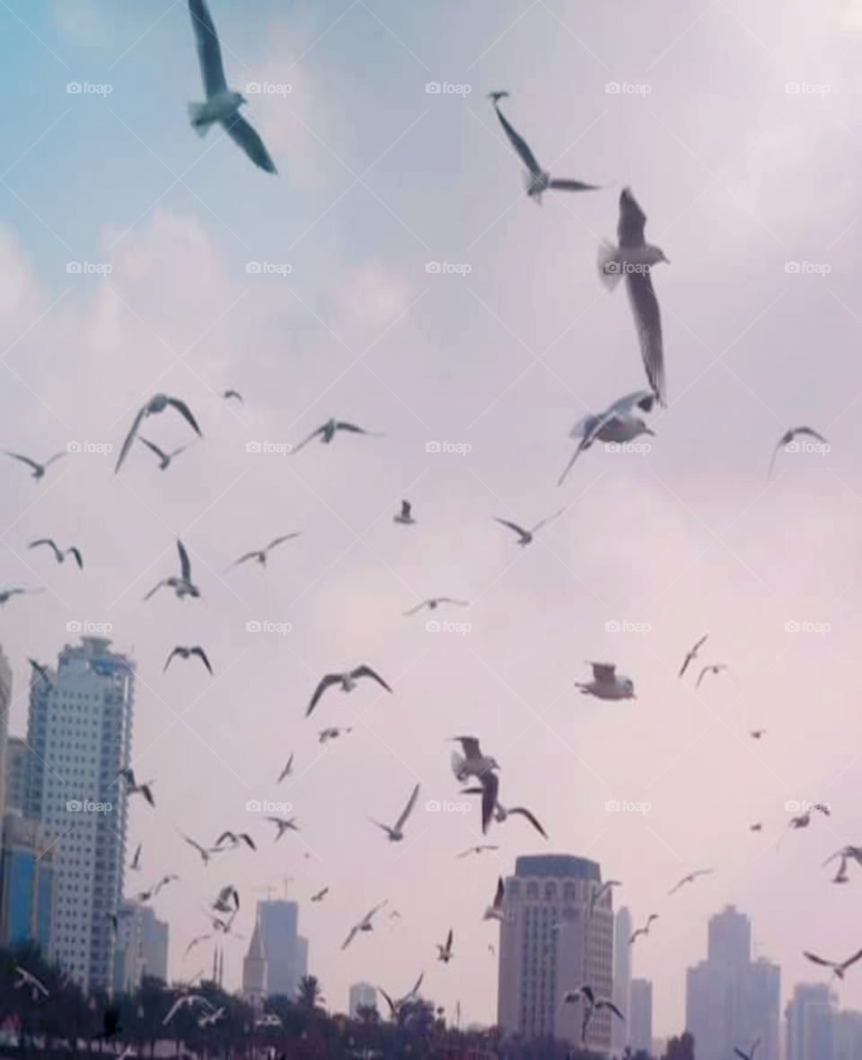 Freedom_let's fly away.