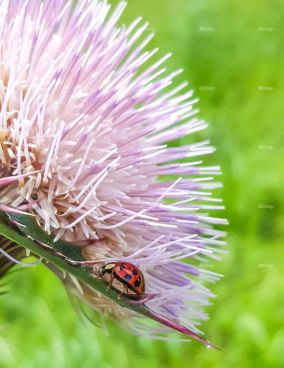red ladybug on pink thistle flower outdoors