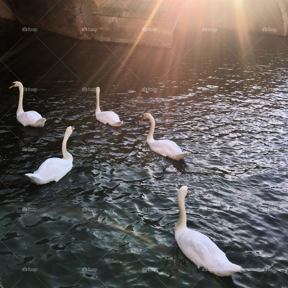 Sunlight and swans