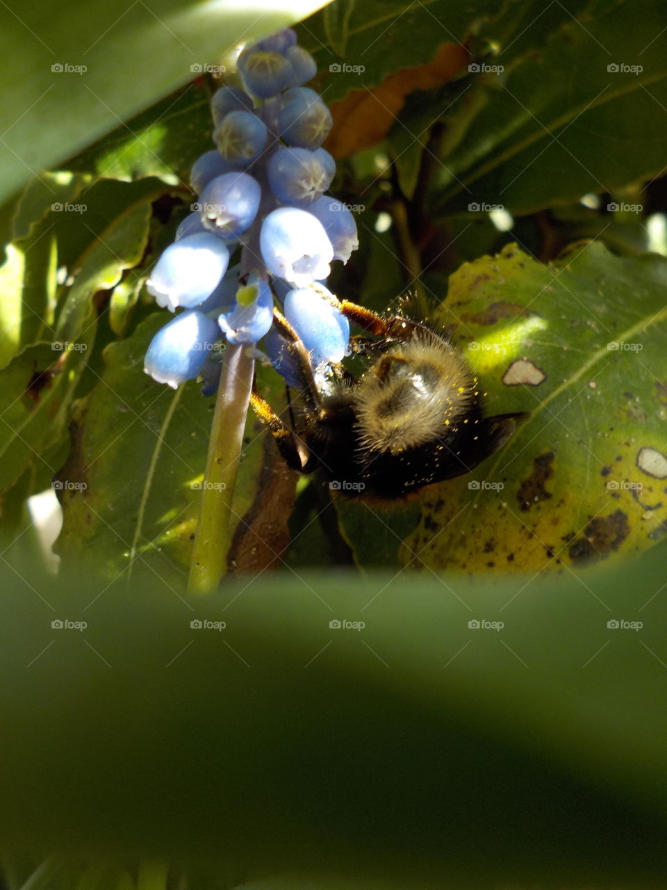 First blue grape hyacinth 