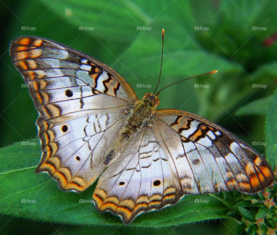 A beautiful butterfly close up