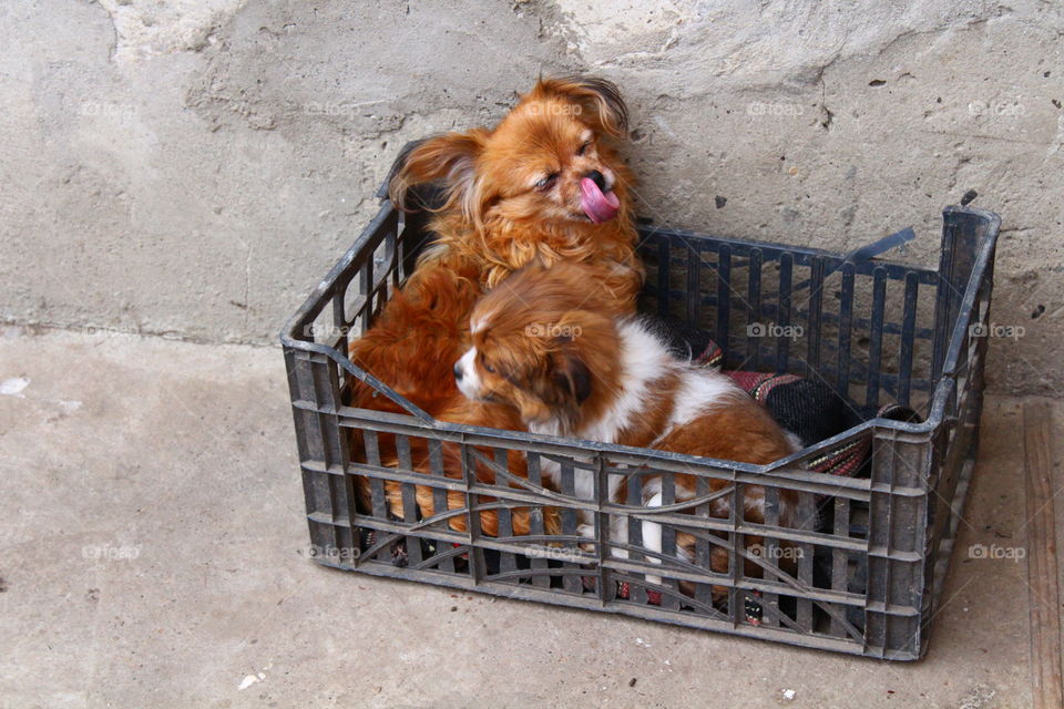 Beautiful small dogs mother and son in a plastic box