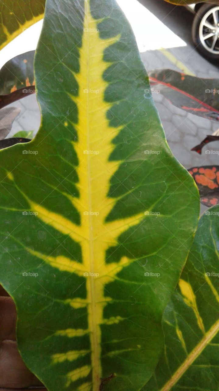 leaf color motif