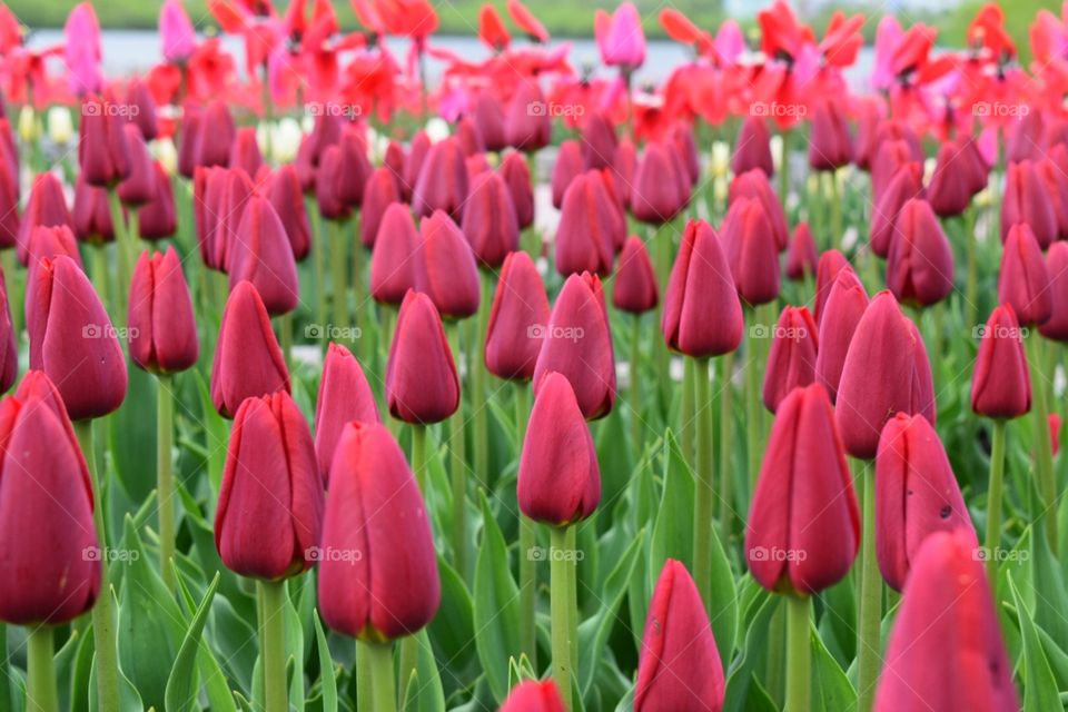 tulips