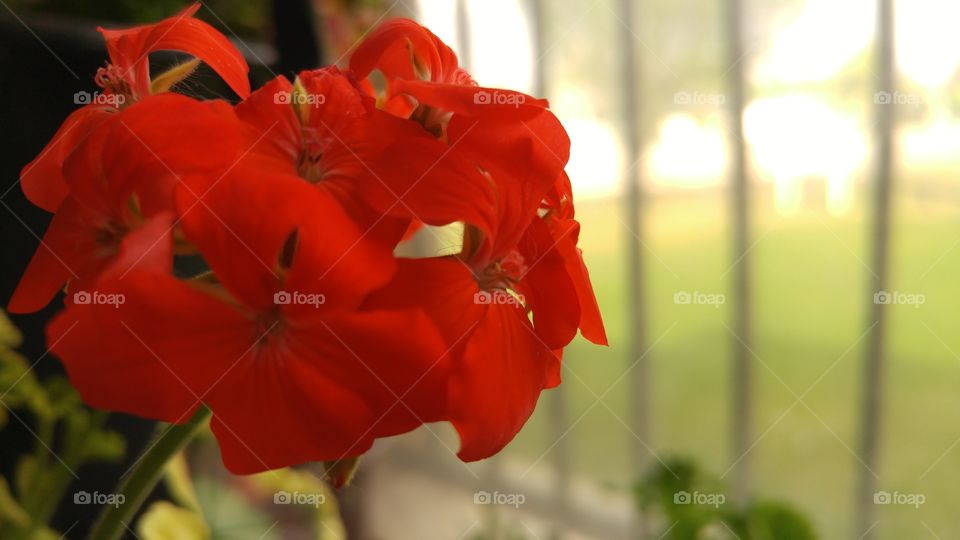 geraniums