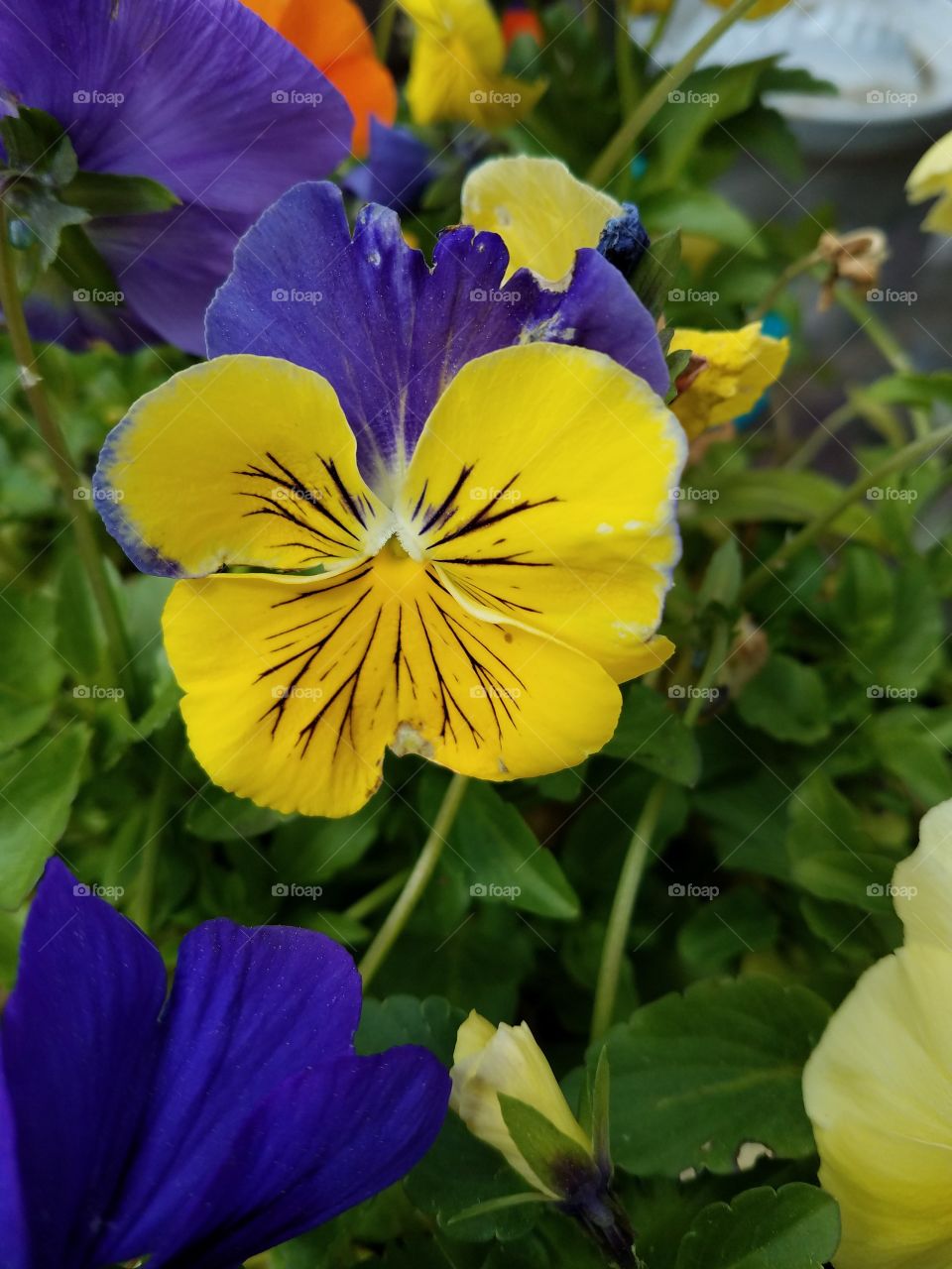 Purple and Yellow Pansy