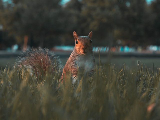 белка, взгляд, милый, животное, трава