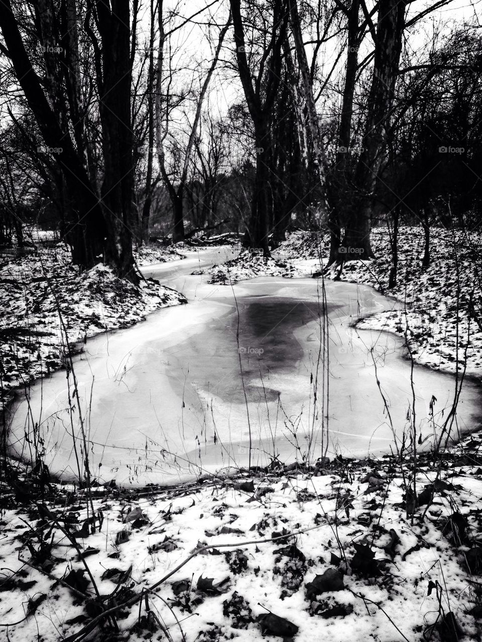 Frozen Pond in the Woods 
