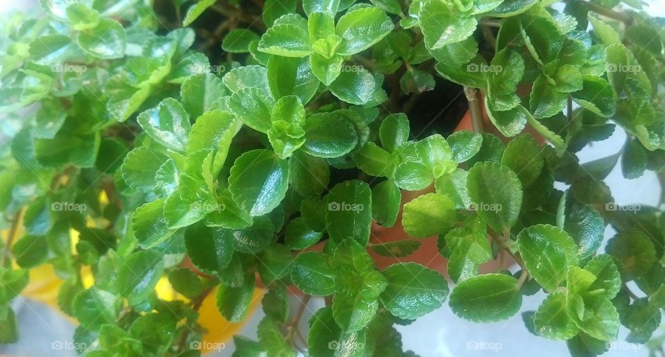 Container Plant with Hint of Yellow