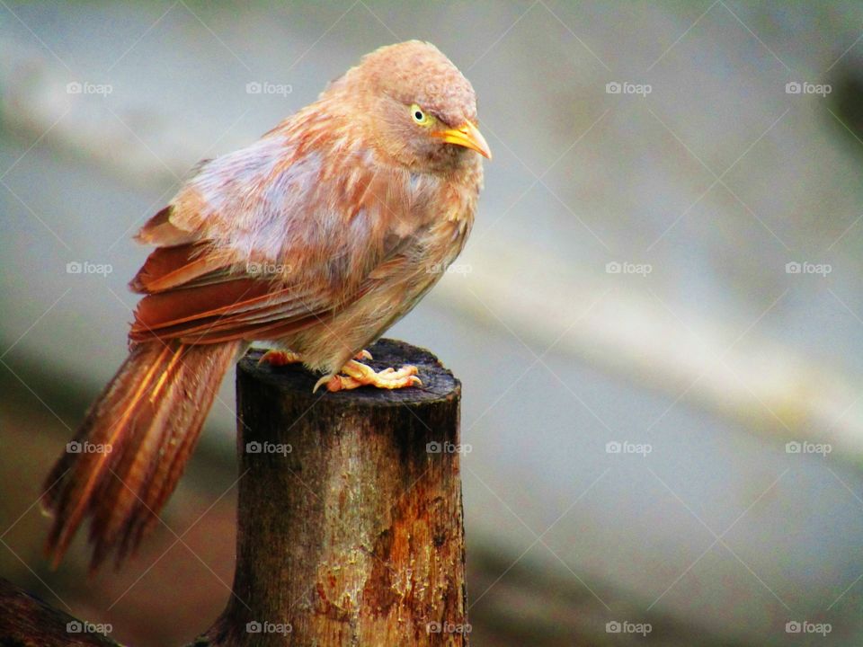 Jungle babbler bird or (Turdoides striata) or beautiful seven sisters or angry bird