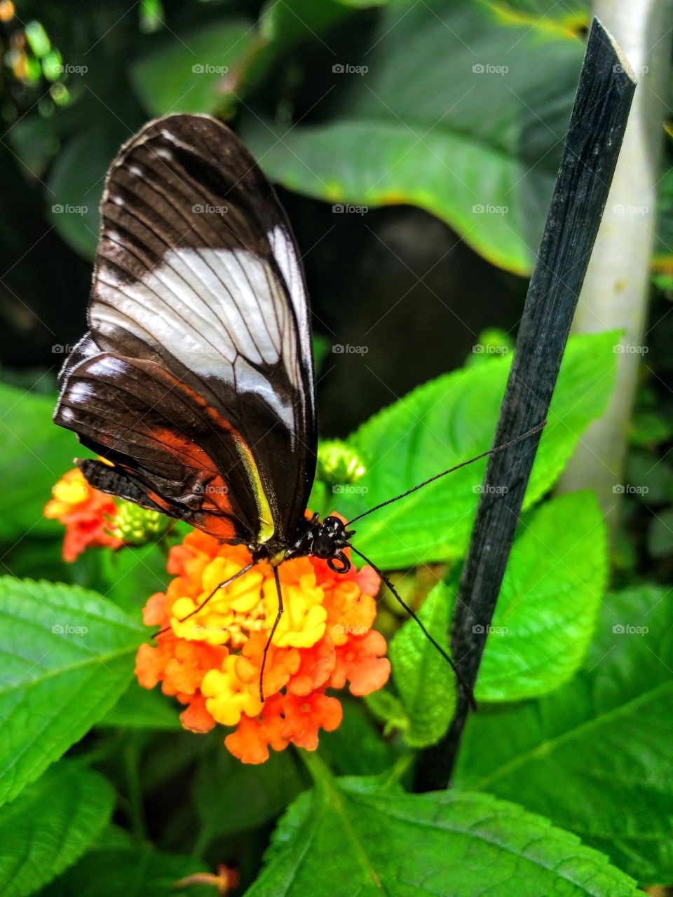 Butterfly on flower